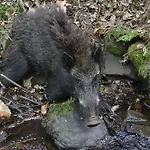Casa Bugalhas Na Serra Da Lousa Semesterbostad